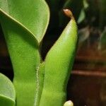 Nepenthes ampullaria Leaf