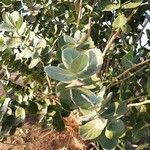 Calotropis proceraLapas