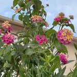 Lantana camara Flower