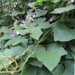 Neustanthus phaseoloides पत्ता