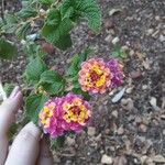 Lantana camara花