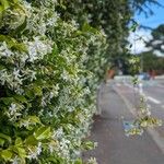 Trachelospermum jasminoides Blodyn