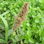 Amaranthus hybridus 花