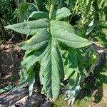 Cynara cardunculus برگ