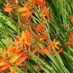 Crocosmia aureaCvet