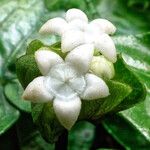 Geophila obvallata Flower