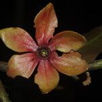 Isolona hexaloba Flower