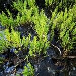 Salicornia europaea Ліст