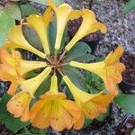 Rhododendron aurigeranum Kvet