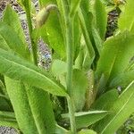 Meconopsis grandis Blad