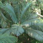 Prestoea acuminata Hábito