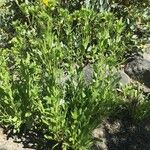 Grindelia hirsutula 整株植物