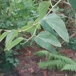 Bauhinia forficata Liść