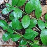 Veronica officinalis Leaf