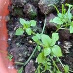 Stellaria media Leaf