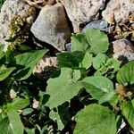 Amaranthus viridis পাতা