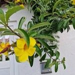 Allamanda catharticaFlower