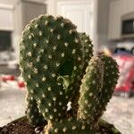 Opuntia microdasys List