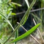 Cheirolophus intybaceus Leaf