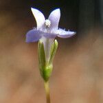 Solenopsis laurentia 花