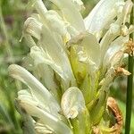 Pedicularis comosa Flor