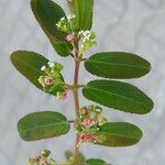 Euphorbia indica Fleur
