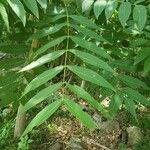 Juglans nigra Likasa