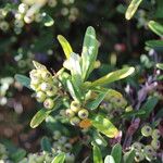 Pyracantha angustifolia Ffrwyth