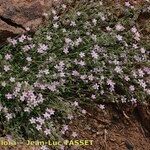 Rhodalsine geniculata Habitus