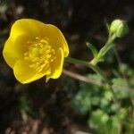 Ranunculus monspeliacus Květ