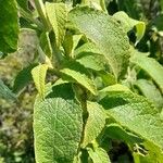 Buddleja stachyoides Yaprak