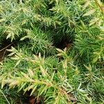 Juniperus communis Folla