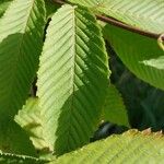 Acer carpinifolium Folha