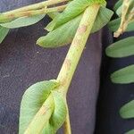 Astragalus atropilosulus Ďalší