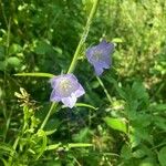 Campanula persicifoliaBlüte