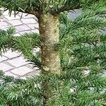 Abies nordmanniana Bark