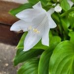 Hosta plantaginea Blüte