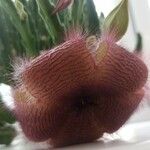 Stapelia hirsuta Λουλούδι