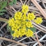 Cymopterus lemmonii Flower