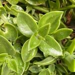 Aptenia cordifolia Leaf