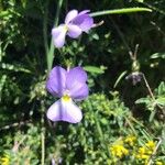 Viola corsica പുഷ്പം