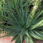 Aloe arborescens Folla