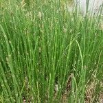 Equisetum hyemaleDeilen