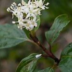 Cornus sanguineaFlower