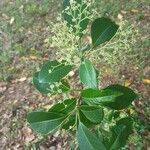 Esenbeckia leiocarpa Leaf