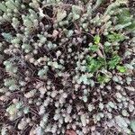 Sedum rupestre Liść