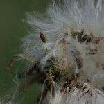 Sonchus maritimus Fruct