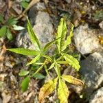 Lithraea molleoides Hoja