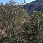 Ceanothus cuneatus Habitus