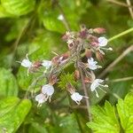 Circaea lutetiana Flor